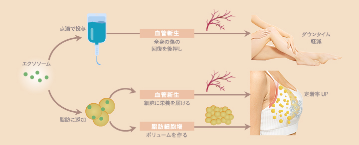 エクソソーム投与が効果を発揮するまでの流れ