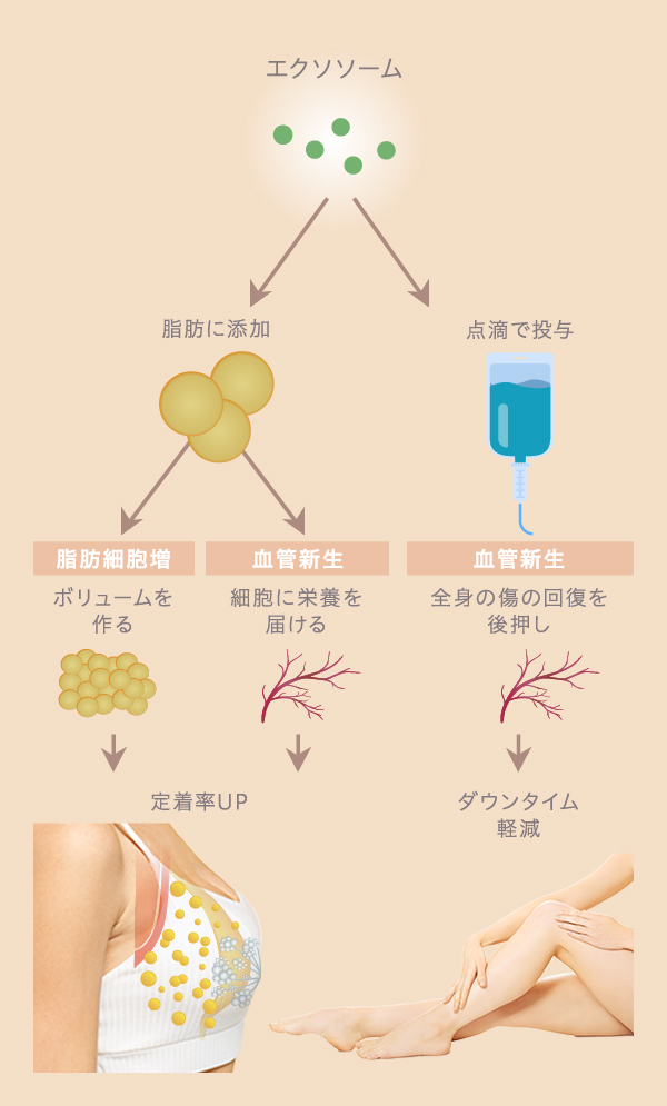 エクソソーム投与が効果を発揮するまでの流れ