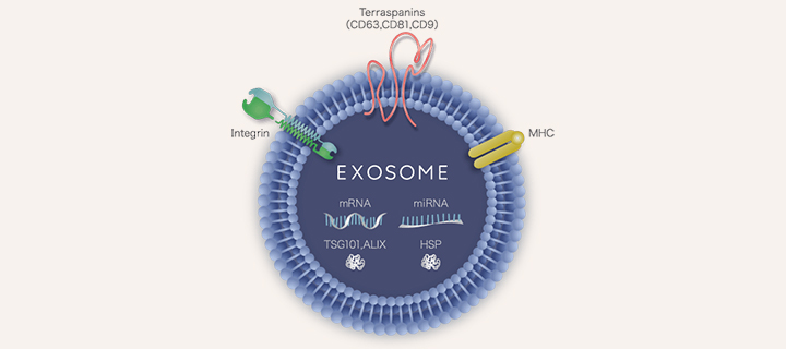 エクソソームの役割