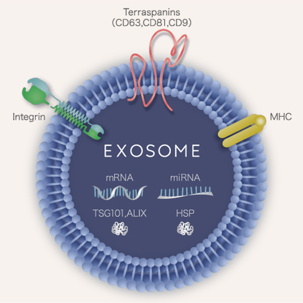 エクソソームの役割