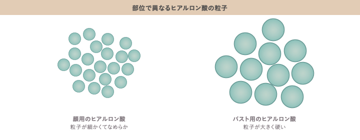 部位で異なるヒアルロン酸の粒子