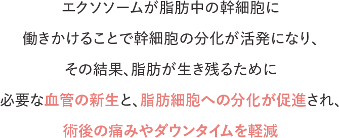 エクソソームが脂肪中の幹細胞に働きかけることで幹細胞の分化が活発になり、その結果、脂肪が生き残るために必要な血管の新生と、脂肪細胞への文化が促進され、術後の痛みやダウンタイムを軽減